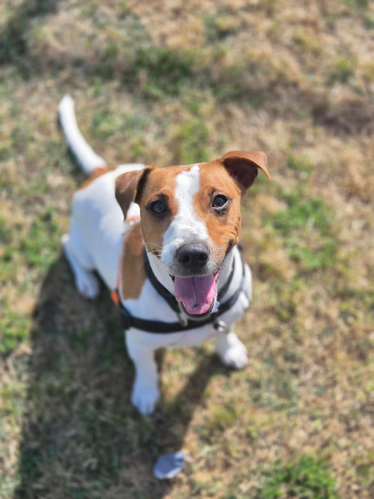 Logan - Jack Russell Terrier (Smooth) available for adoption at RSPCA NSW in Newcastle