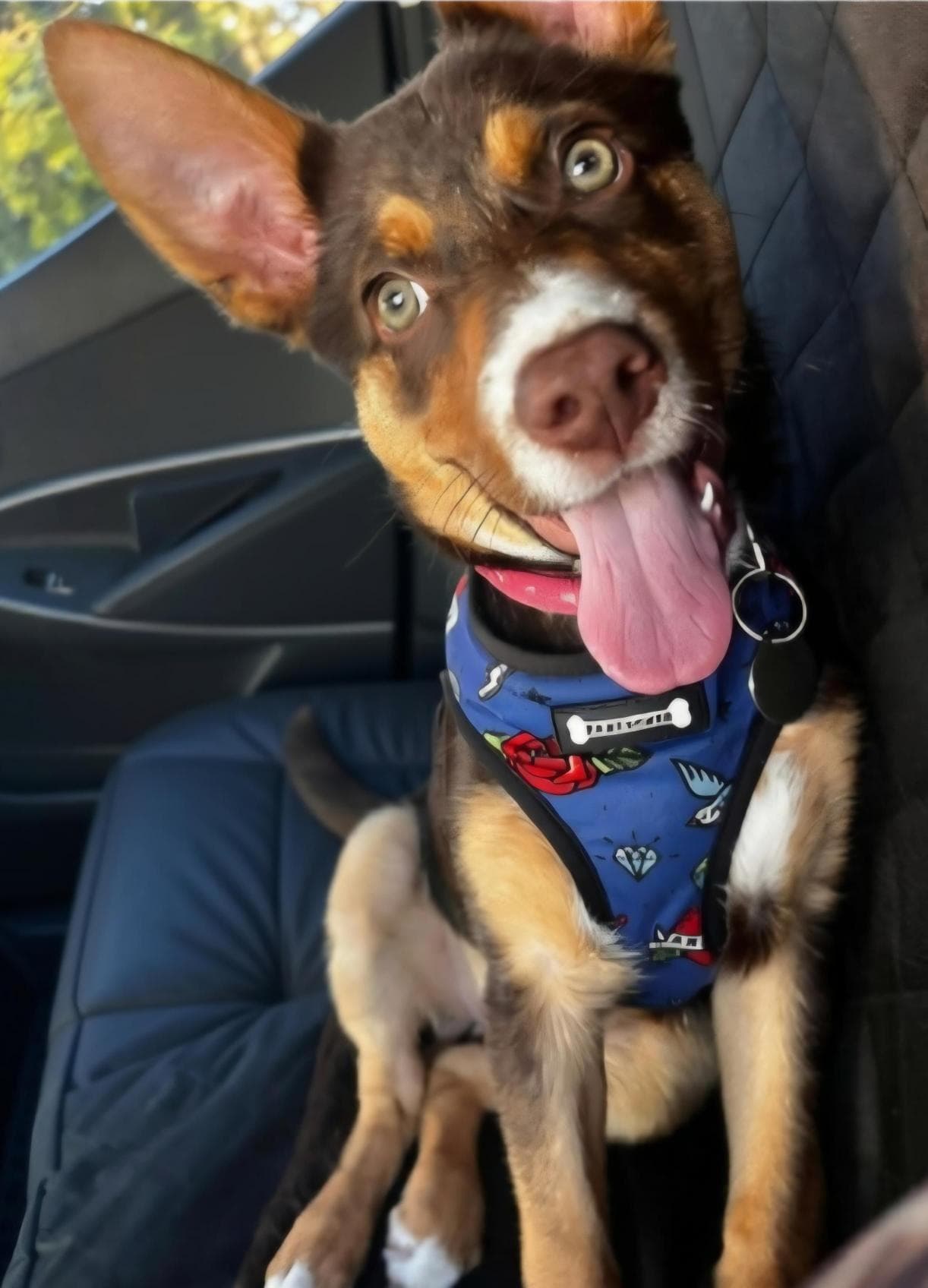 Poppy - Australian Kelpie available for adoption at RSPCA NSW in Coffs Harbour