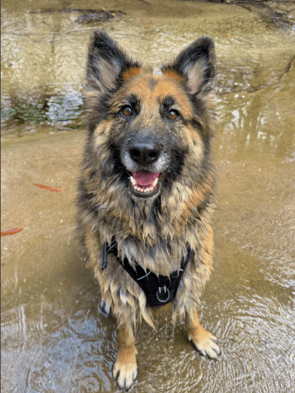 Mishka - German Shepherd Dog available for adoption in Central Coast