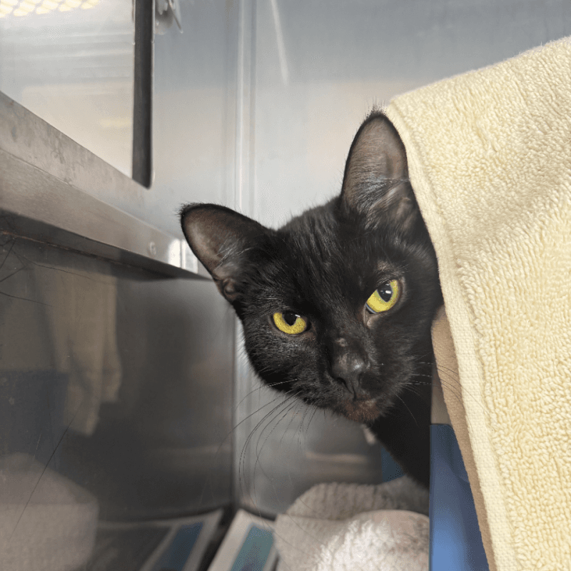 Beauty - Domestic Short Hair cat available for adoption in Calgary