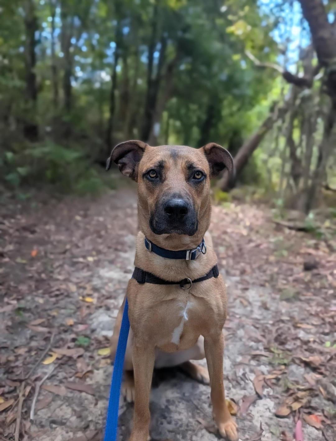 Bambi - German Shepherd Dog / Dogue de Bordeaux available for adoption in Central Coast