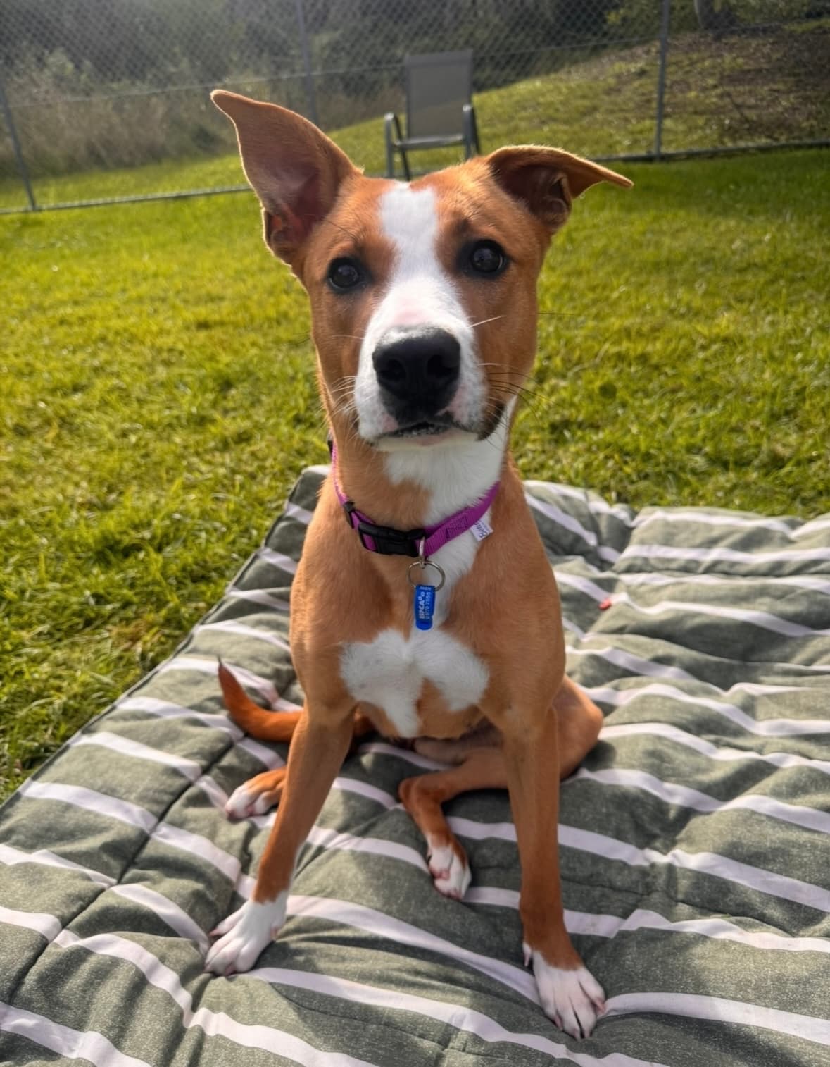 Billie - Staffordshire Bull Terrier / Australian Dingo available for adoption at RSPCA NSW in Sydney