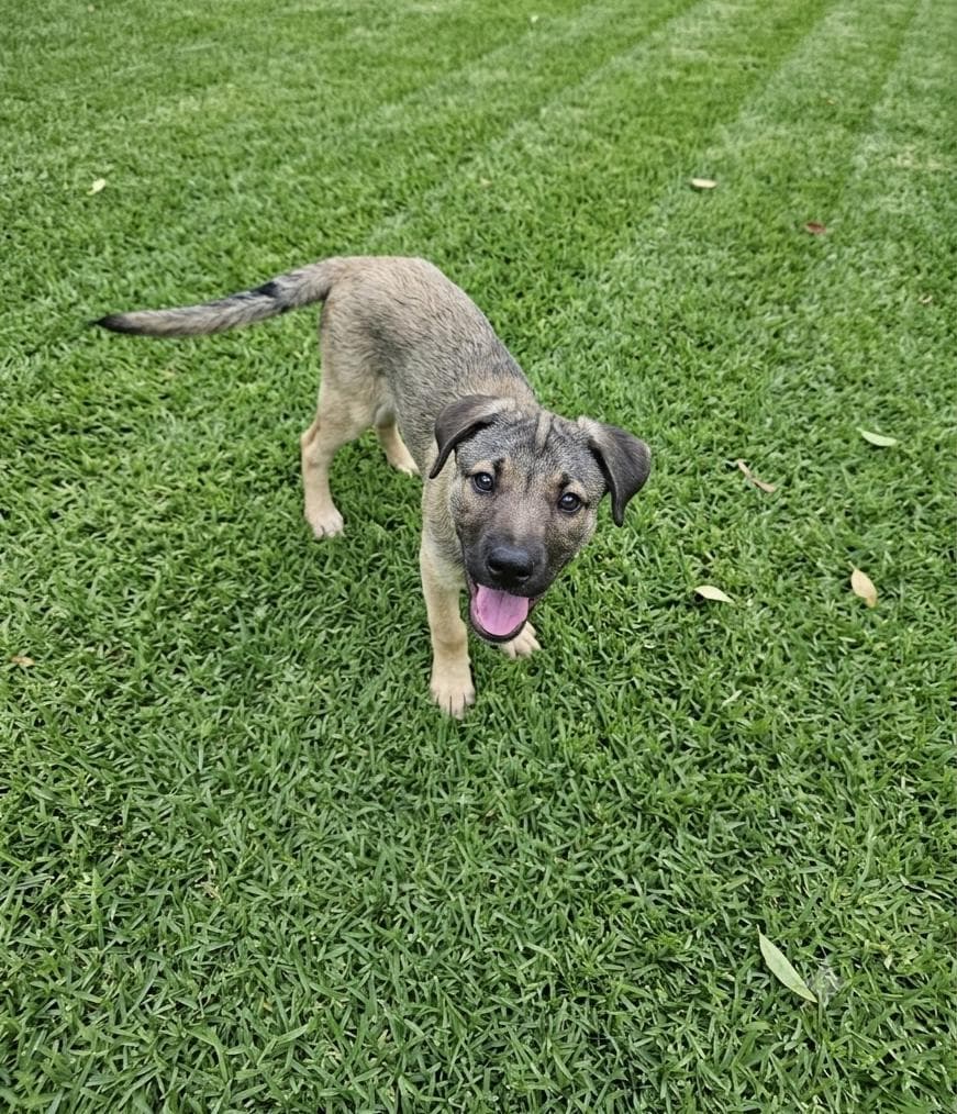 Bandit - Mastiff available for adoption in Coffs Harbour
