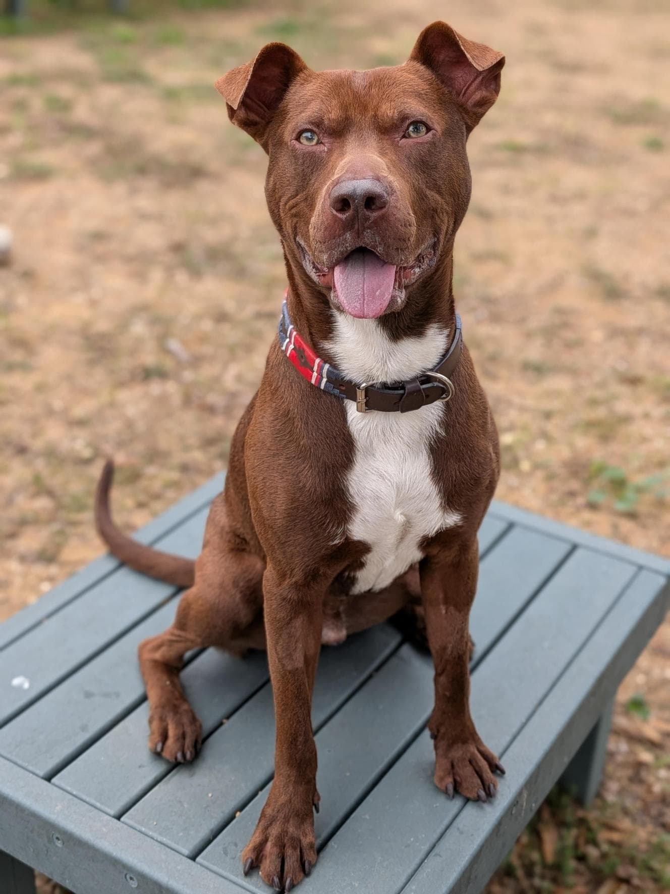 Reef - Australian Kelpie / American Staffordshire Terrier available for adoption at RSPCA NSW in Calgary