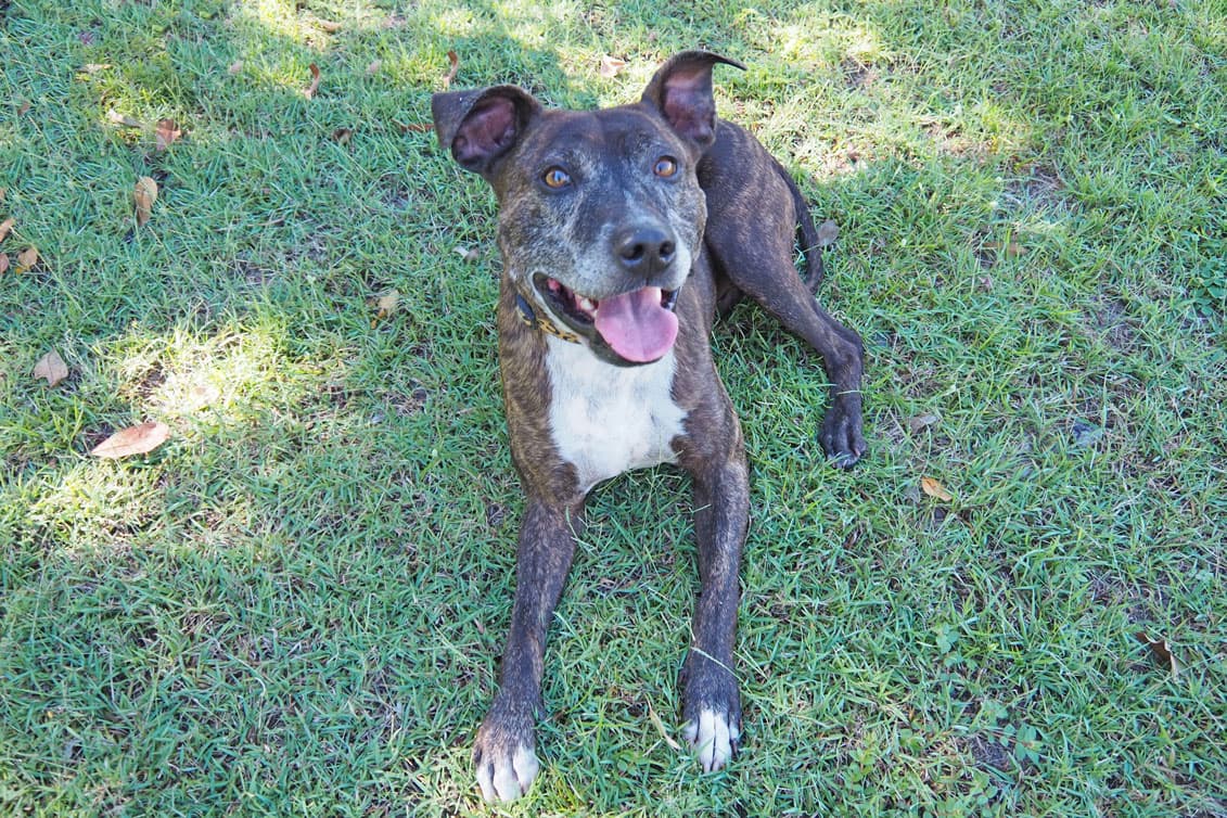 Boris - Staffordshire Bull Terrier / Australian Kelpie available for adoption in Calgary