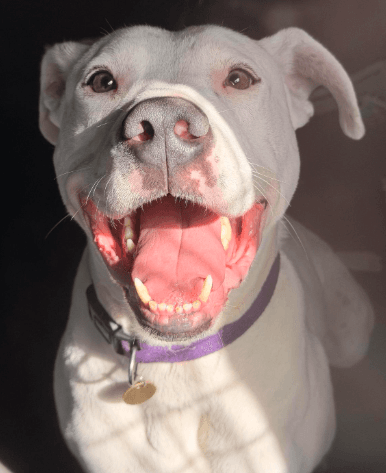 Benji - Great Dane / Staffordshire Bull Terrier available for adoption in Sydney
