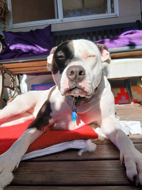 Storm - Staffordshire Bull Terrier available for adoption at RSPCA NSW in Sydney