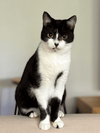 Evey - Domestic Short Hair cat available for adoption in Sydney