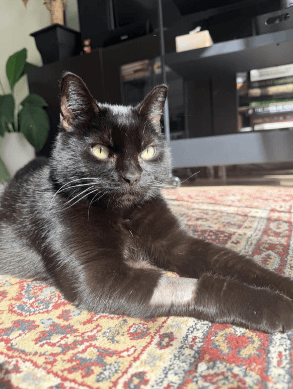 Suzie - Domestic Short Hair cat available for adoption at RSPCA NSW in Sydney