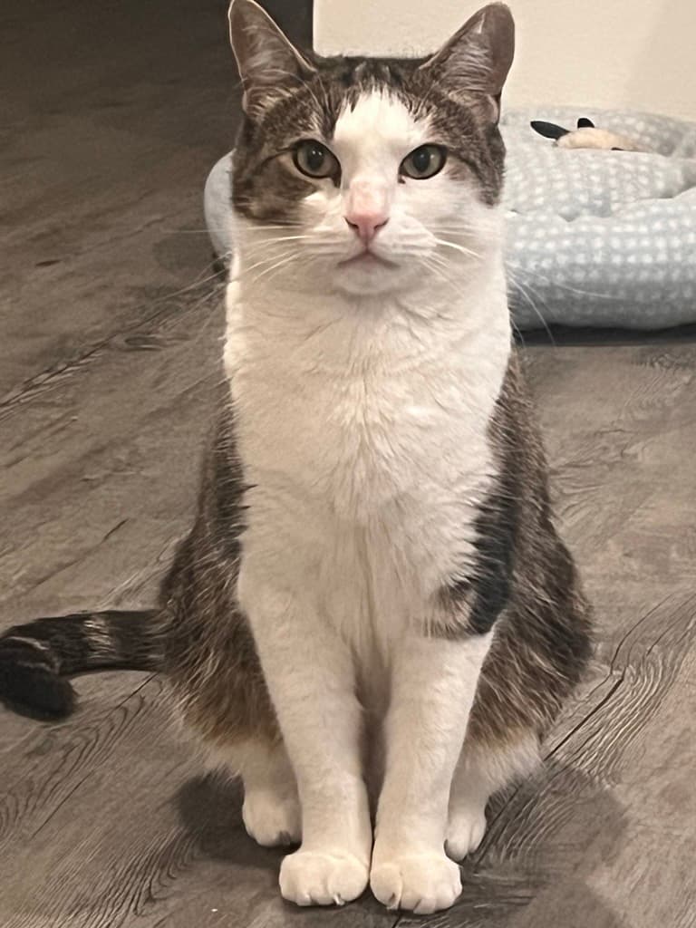 Esmerelda - Domestic Short Hair cat available for adoption at RSPCA NSW in Calgary