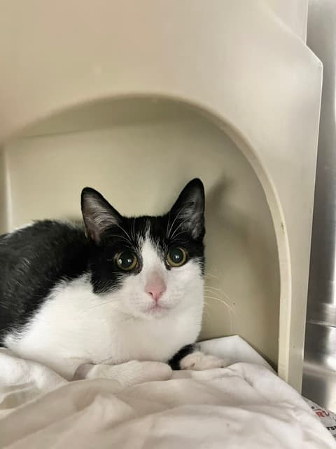 Ellie - Domestic Short Hair cat available for adoption in Calgary