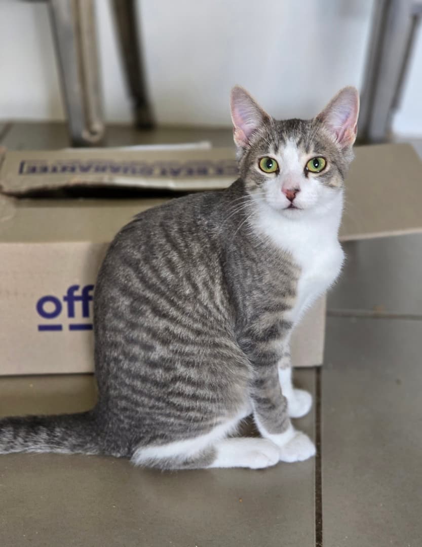 Poppy - Domestic Short Hair cat available for adoption at RSPCA NSW in Calgary