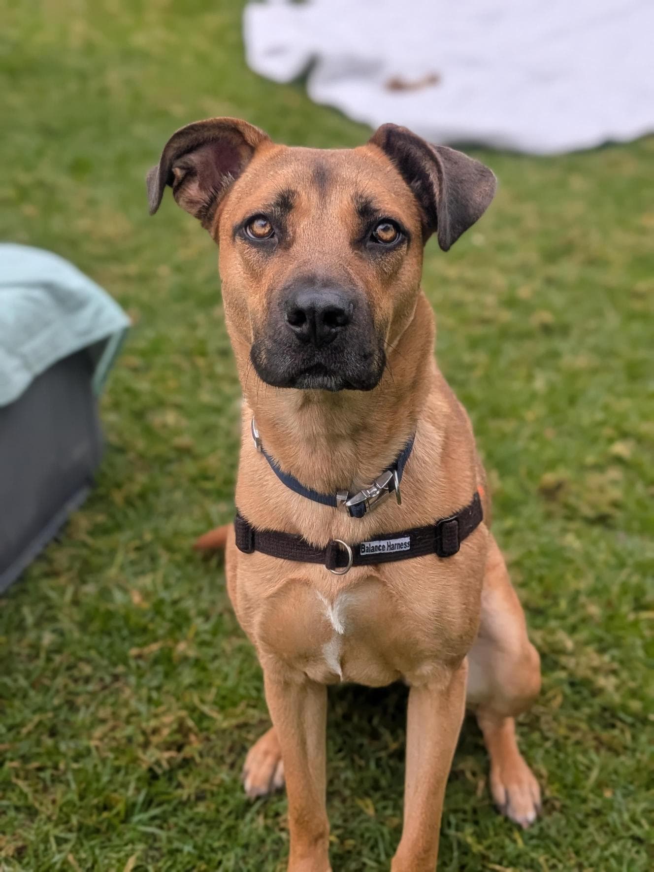 Bambi - German Shepherd Dog / Dogue de Bordeaux available for adoption in Central Coast