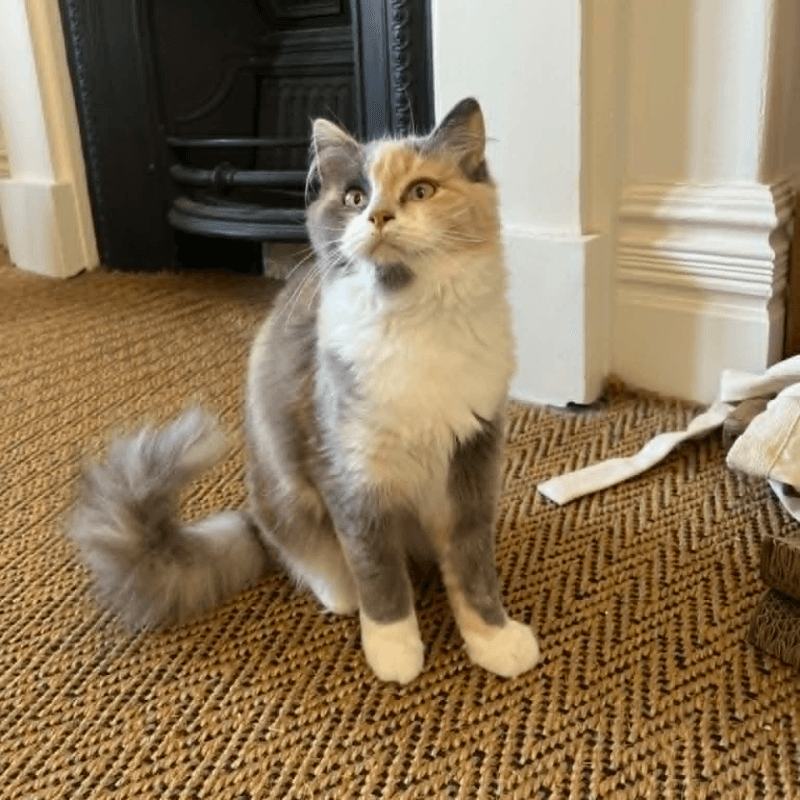 Shelly - Domestic Short Hair cat available for adoption at RSPCA NSW in Calgary