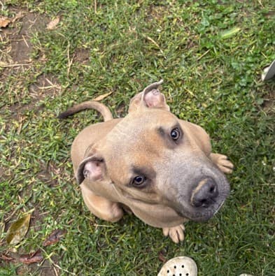 Zeus - Staffordshire Bull Terrier available for adoption at RSPCA NSW in Sydney