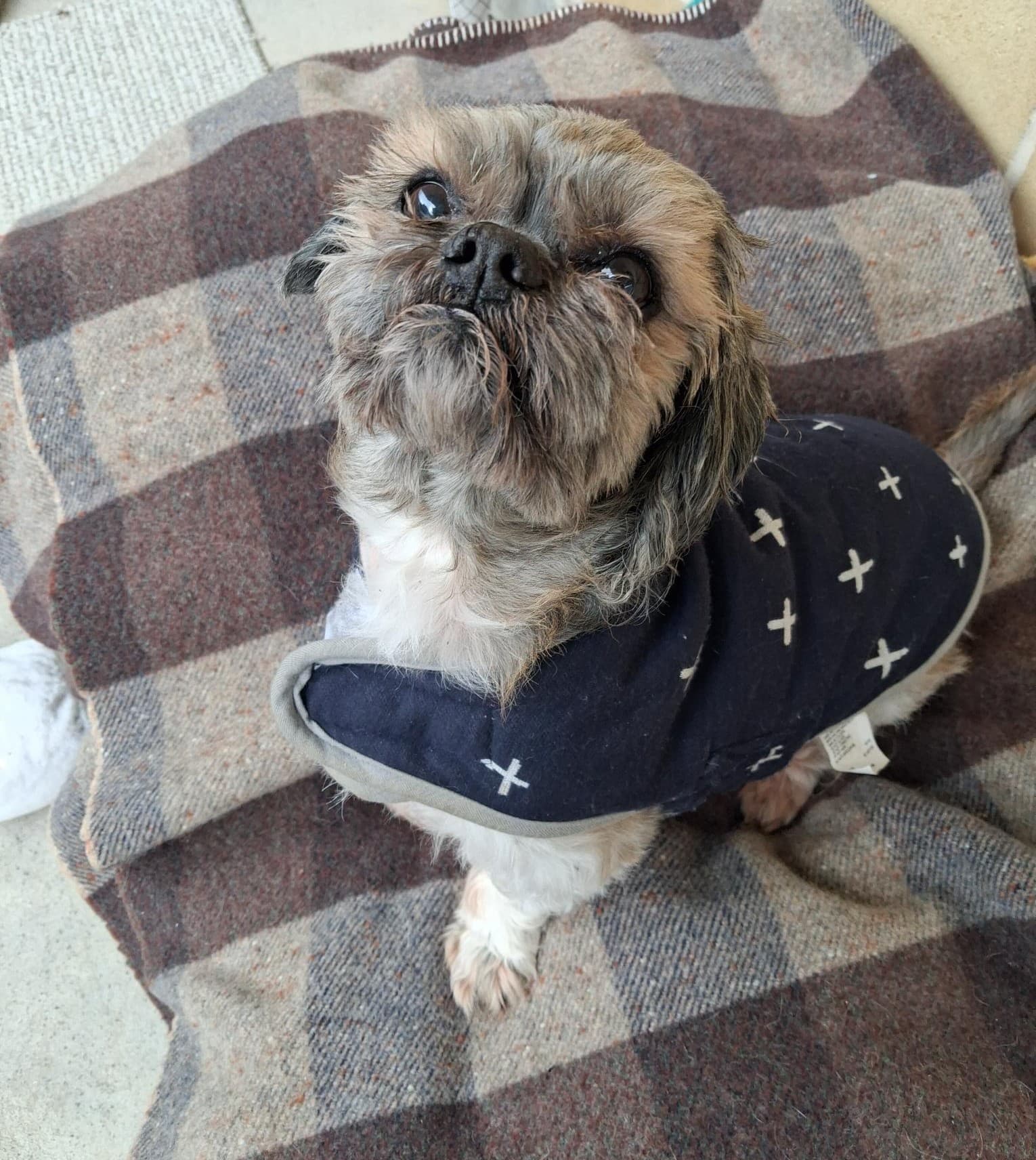 Bill - Shih Tzu available for adoption in Newcastle