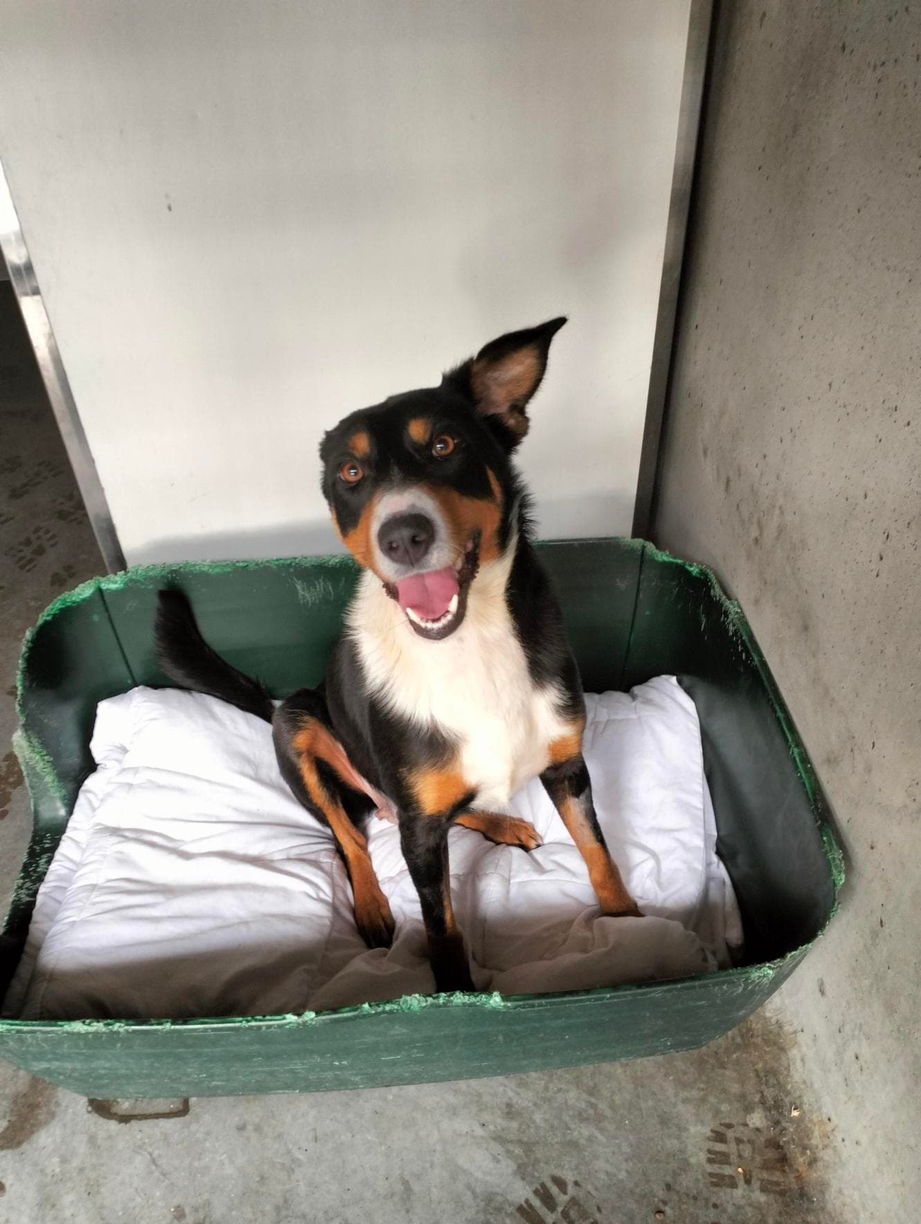 Soxy - Australian Kelpie available for adoption at RSPCA NSW in Sydney