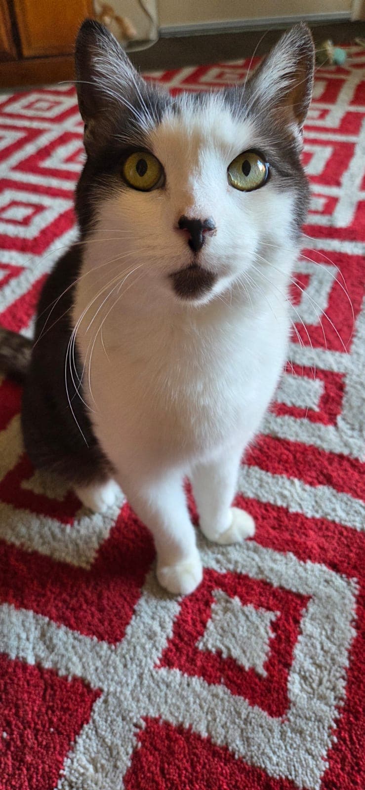 Morticia - Domestic Short Hair cat available for adoption at RSPCA NSW in Calgary