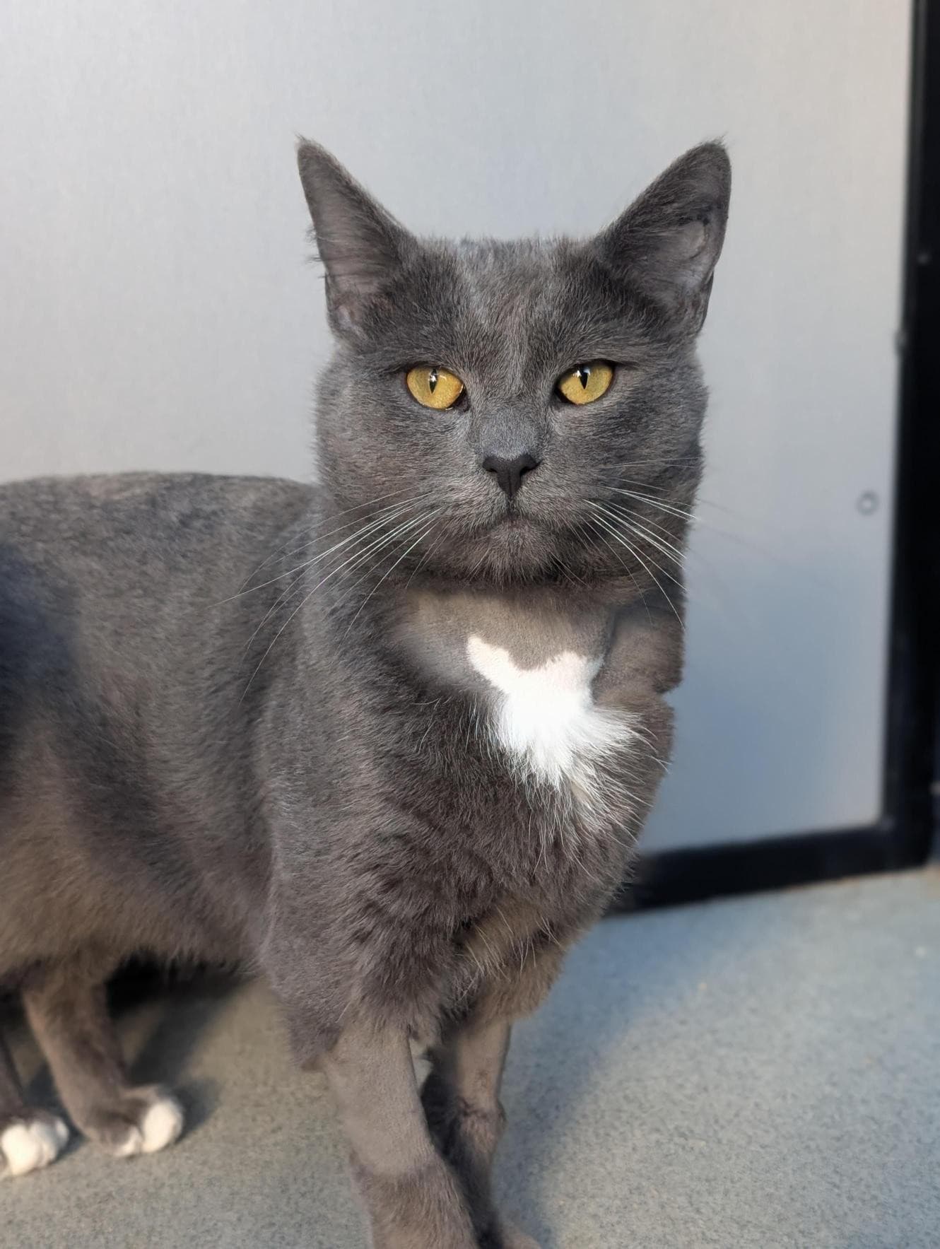 Oyster - Domestic Short Hair cat available for adoption at RSPCA NSW in Sydney