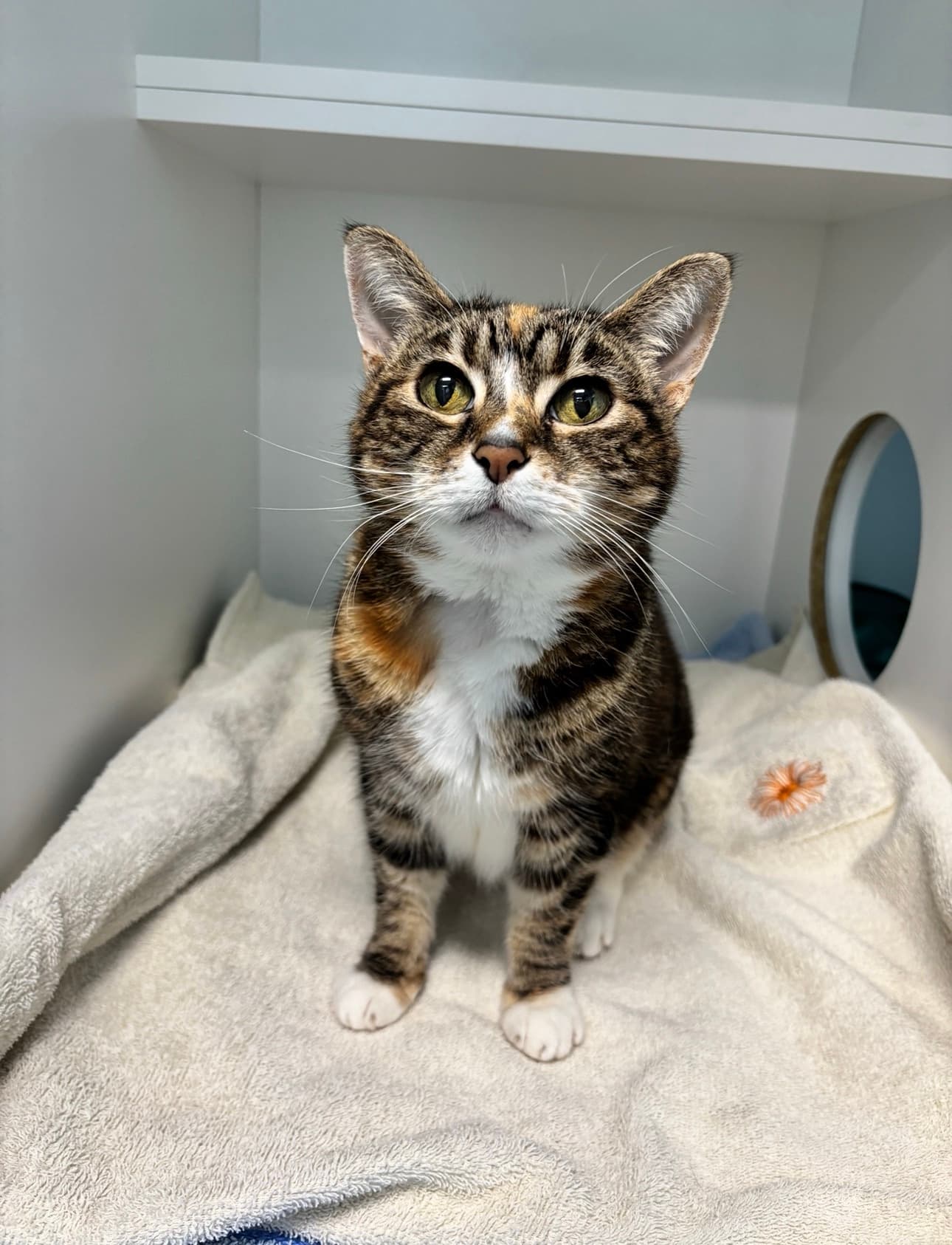 Pickles - Domestic Short Hair cat available for adoption at RSPCA NSW in Sydney
