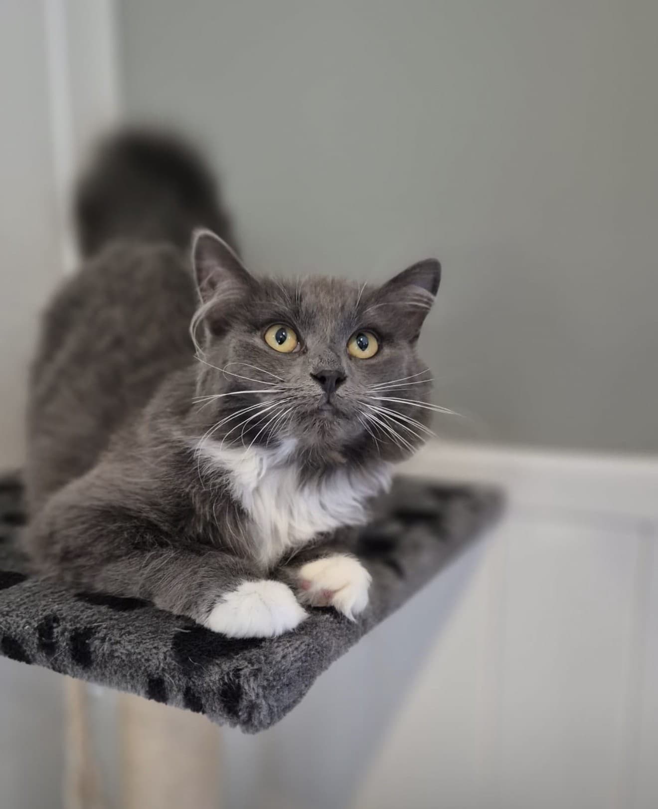 Grape - Domestic Medium Hair cat available for adoption at RSPCA NSW in Parramatta