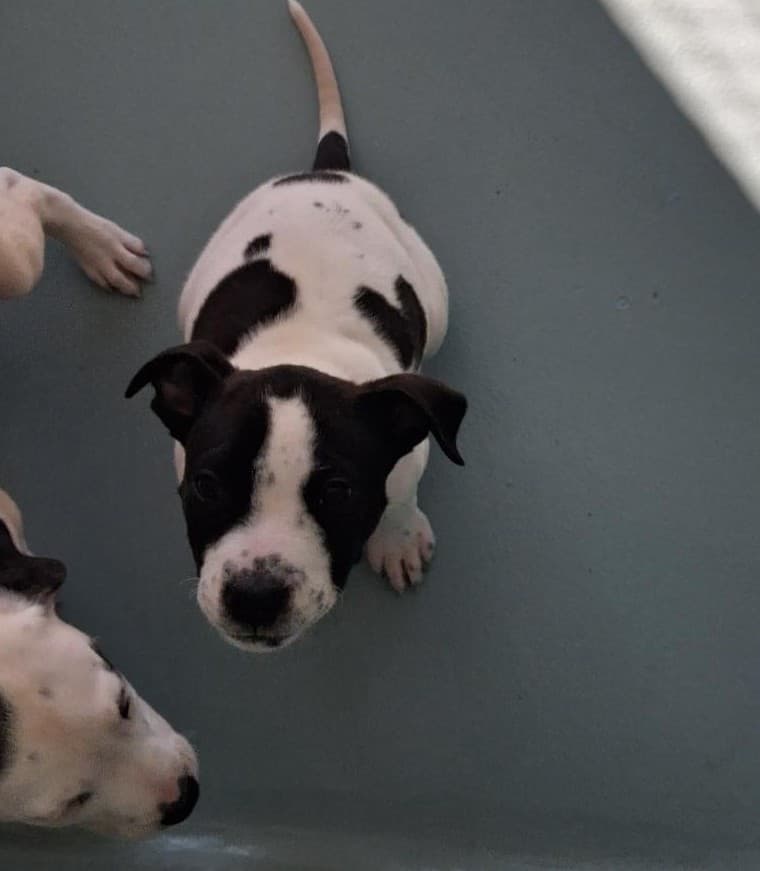 Bobby - Bullmastiff / American Staffordshire Terrier available for adoption at RSPCA NSW in Sydney