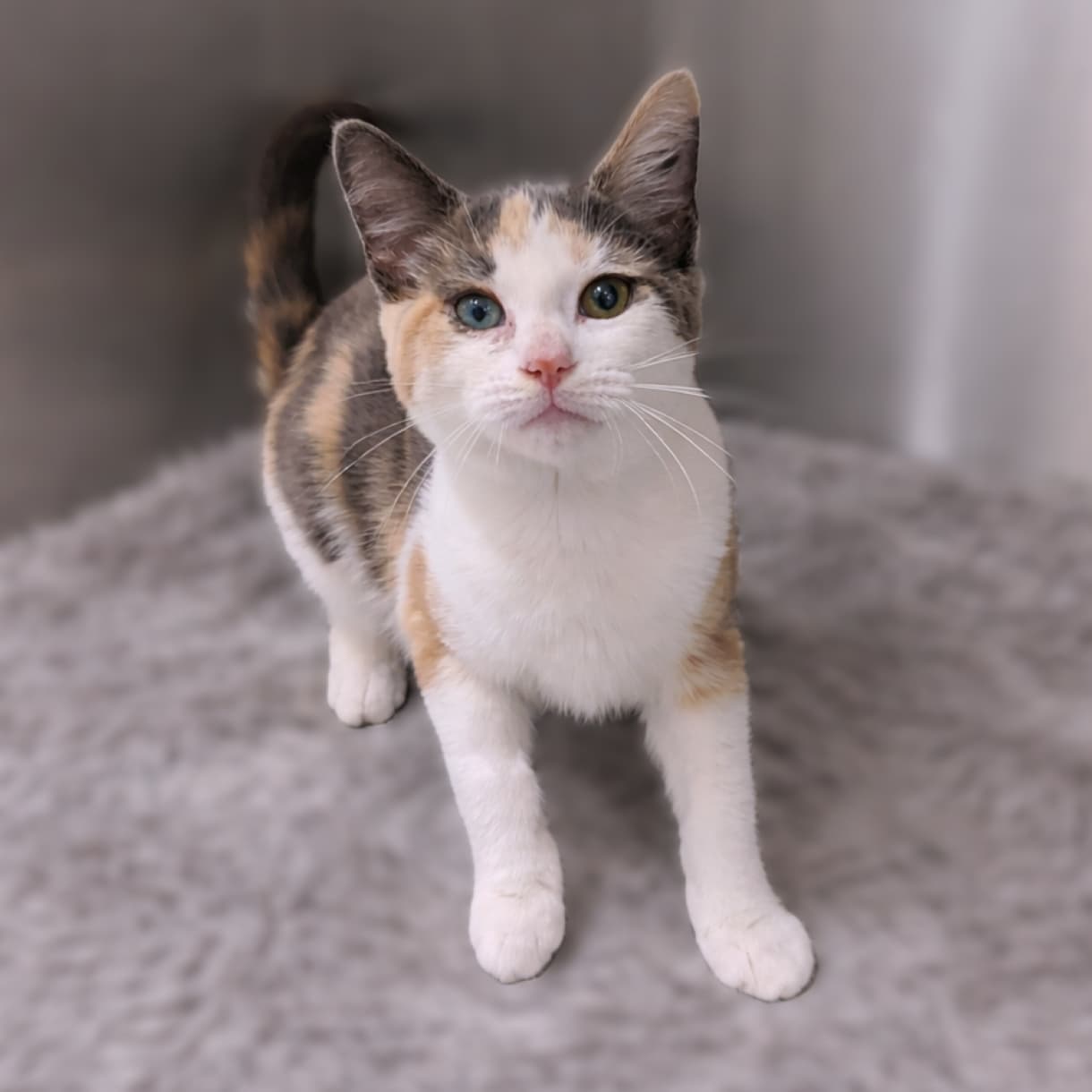 Eileen - Domestic Short Hair cat available for adoption in Calgary