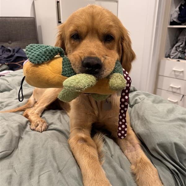 OJ - Golden Retriever available for adoption at RSPCA NSW in Newcastle