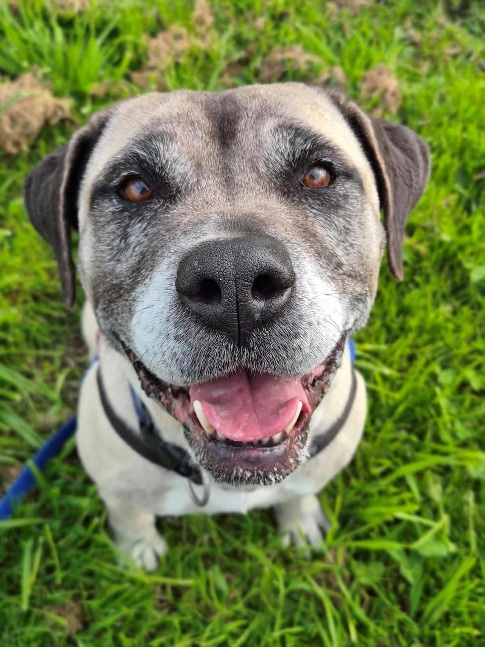 Cova - Bull Terrier / Bullmastiff available for adoption in Newcastle