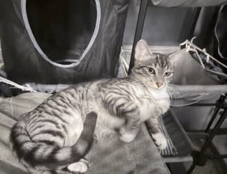 Bingo - Domestic Short Hair cat available for adoption in Calgary