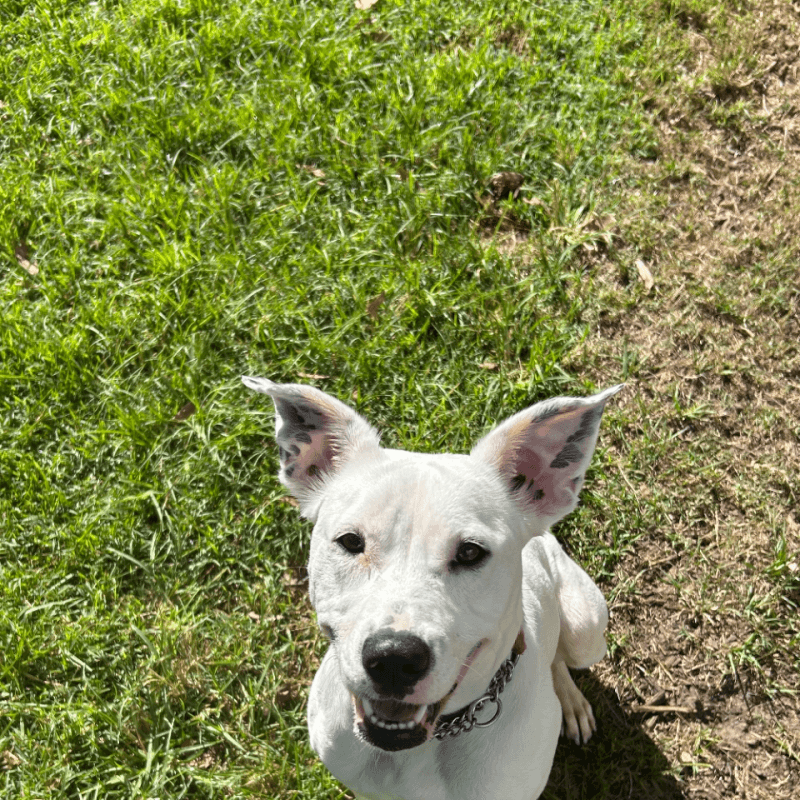 Nova Star - American Staffordshire Terrier available for adoption at RSPCA NSW in Calgary