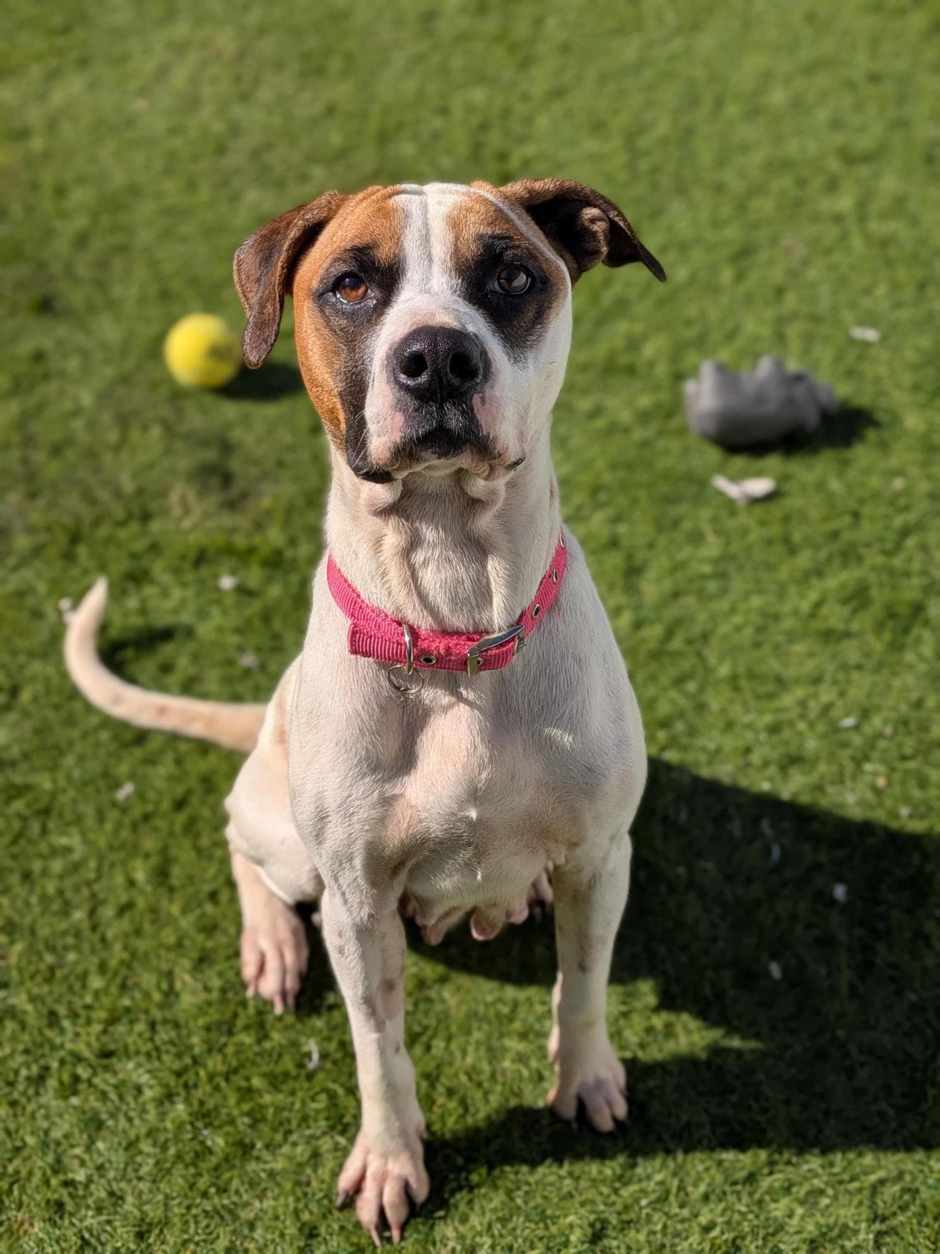 Lady - American Staffordshire Terrier available for adoption at RSPCA NSW in Sydney