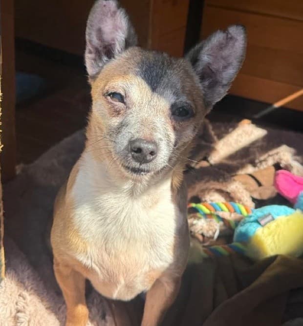 Butters, Chihuahua (Smooth Coat) for adoption in Newcastle, NSW
