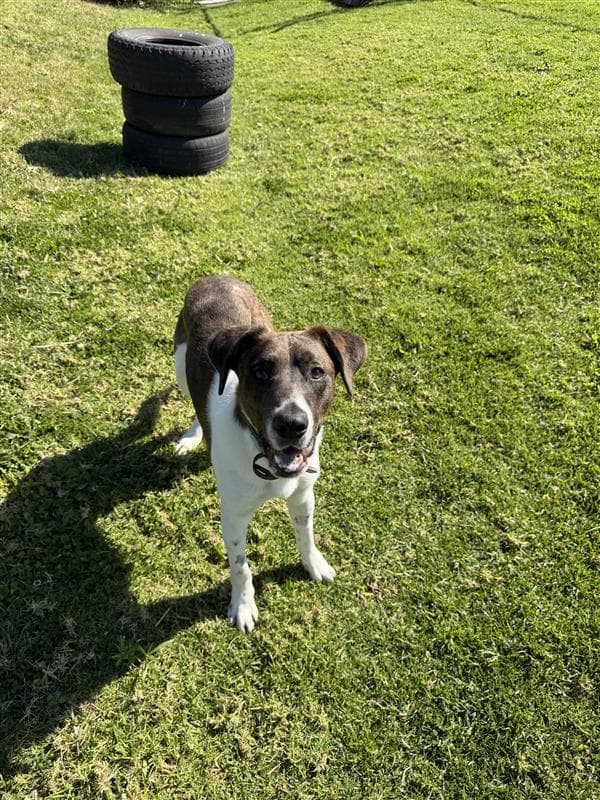 Atlas - Louisiana Catahoula Leopard Dog available for adoption in Wollongong