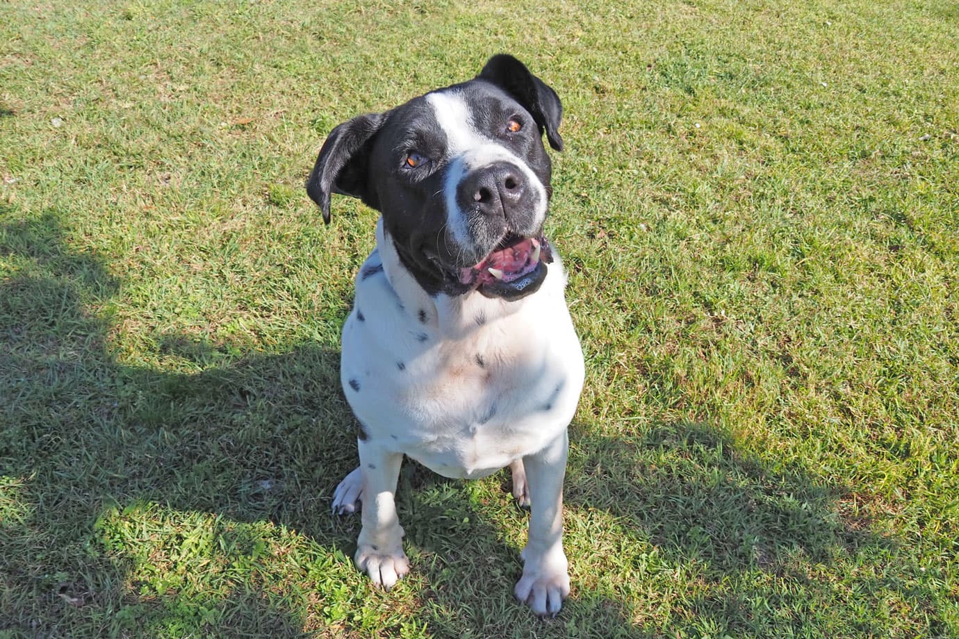 Lacey - Mastiff available for adoption in Sydney