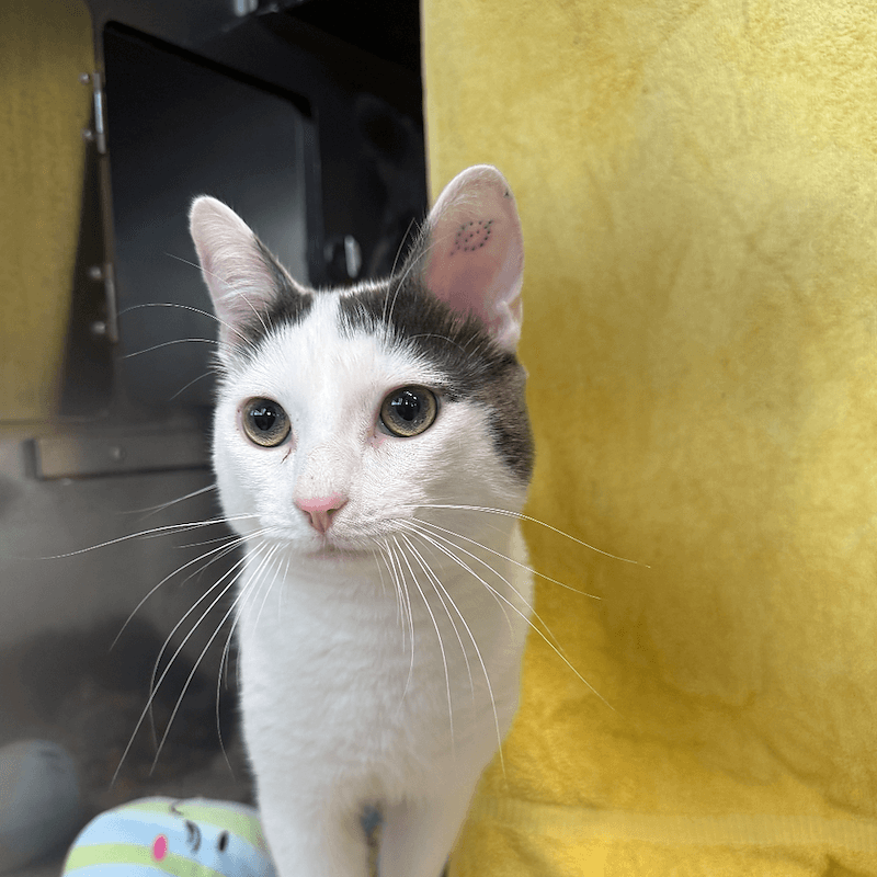 Little Man - Domestic Short Hair cat available for adoption at RSPCA NSW in Sydney