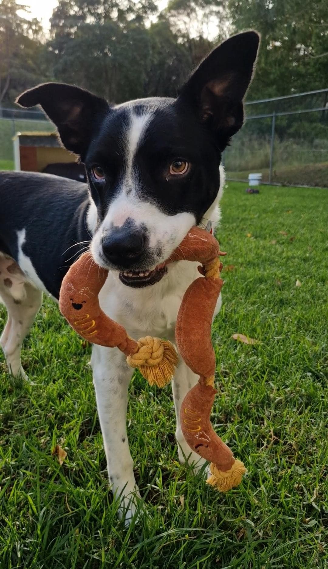 Dozer - Border Collie / Mastiff available for adoption at RSPCA NSW in Sydney
