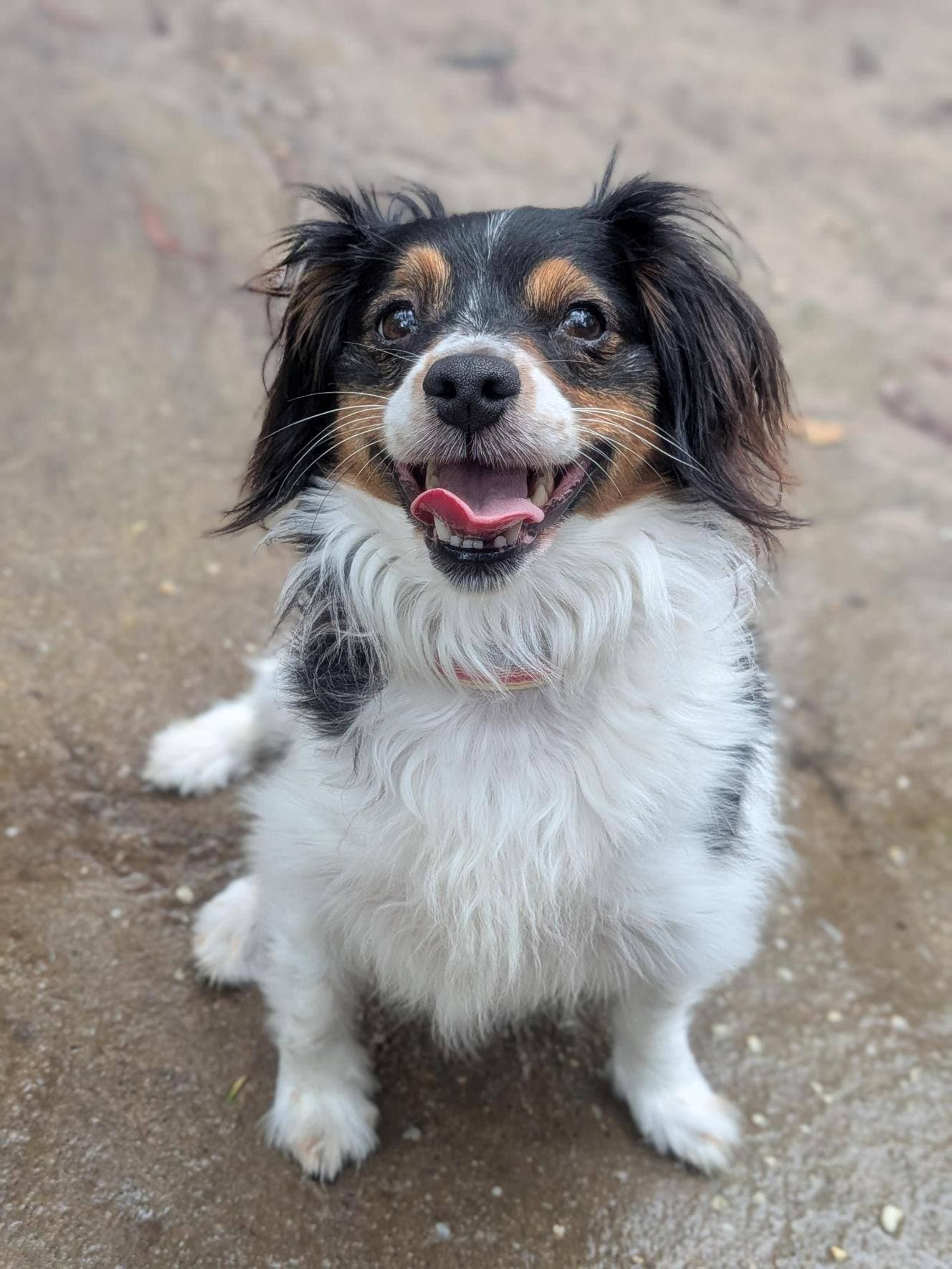 Ruby - Chihuahua (Smooth Coat) / Fox Terrier (Smooth) available for adoption in Calgary
