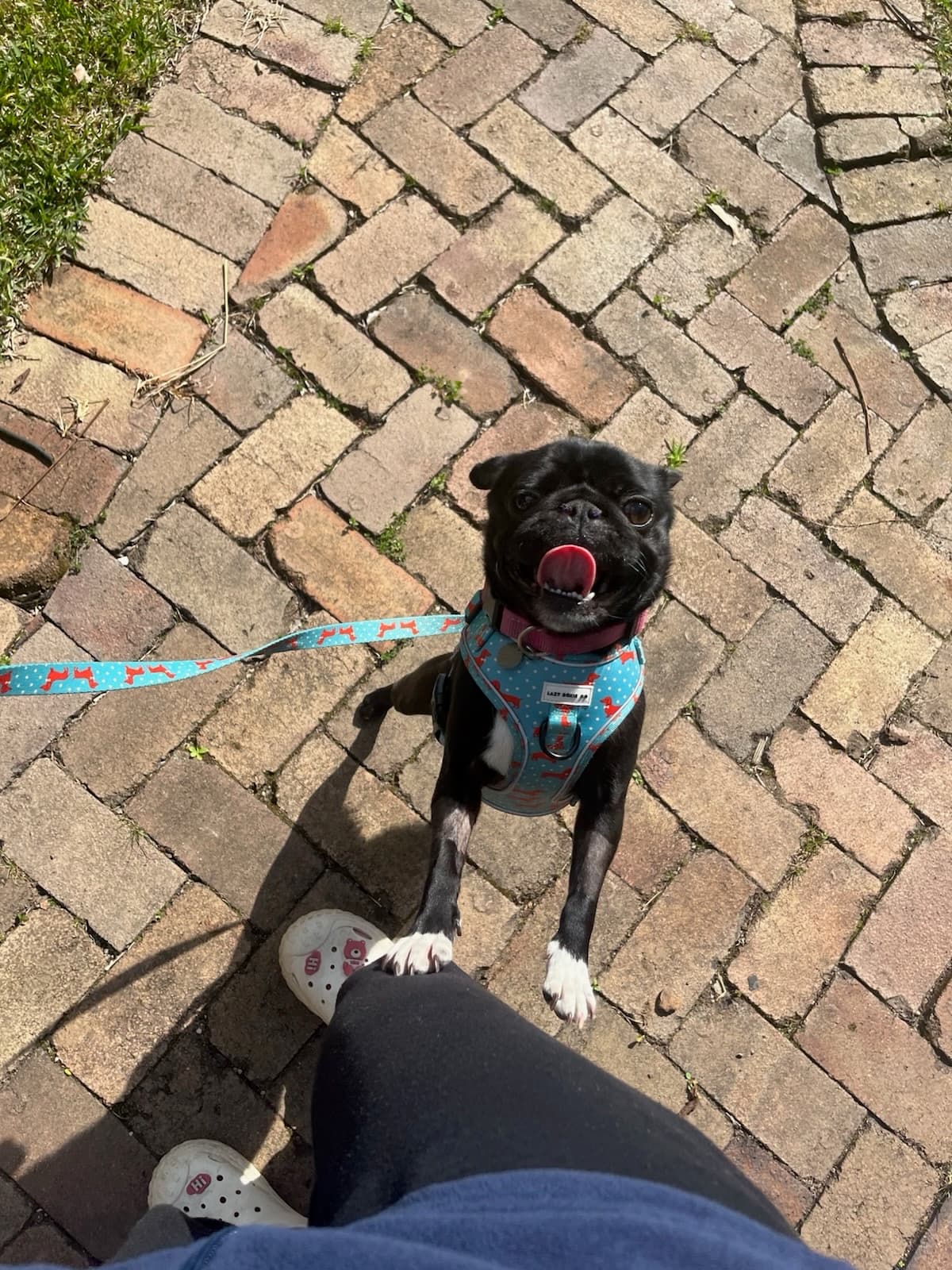 Bella - Pug available for adoption at RSPCA NSW in Sydney