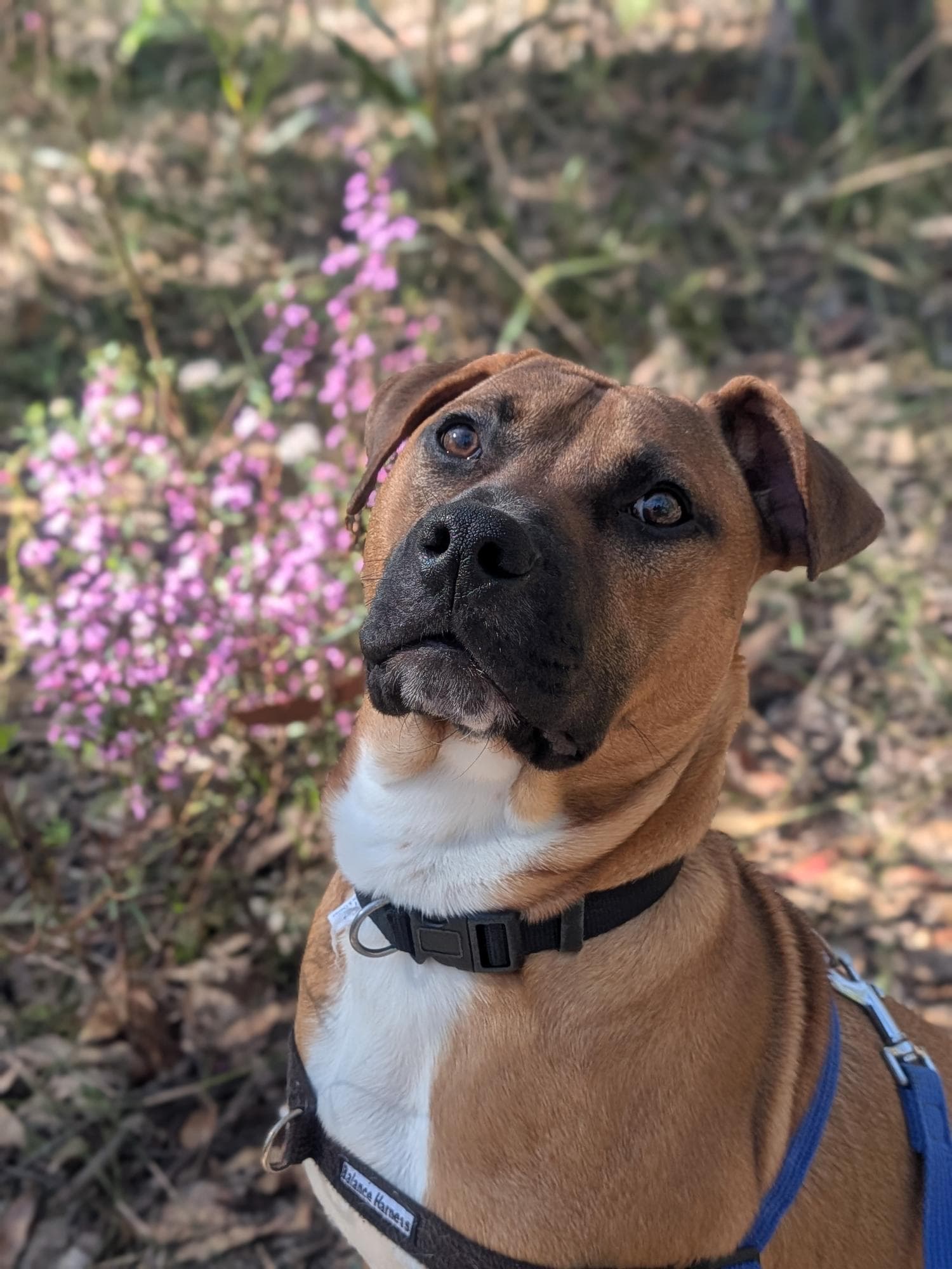 Bruno - American Staffordshire Terrier available for adoption at RSPCA NSW in Sydney