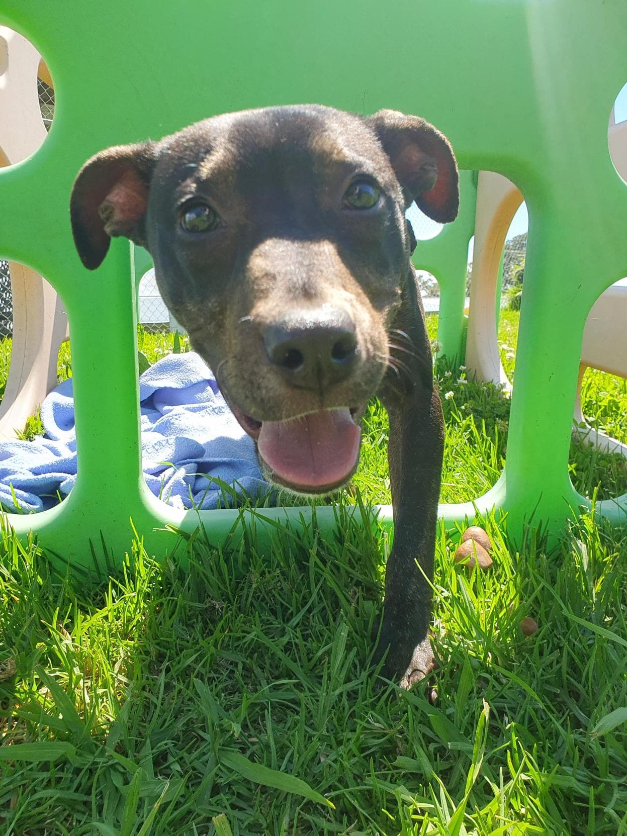 Cricket - American Staffordshire Terrier available for adoption in Wollongong