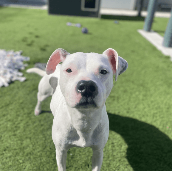 Tinkerbell - American Staffordshire Terrier available for adoption at RSPCA NSW in Sydney