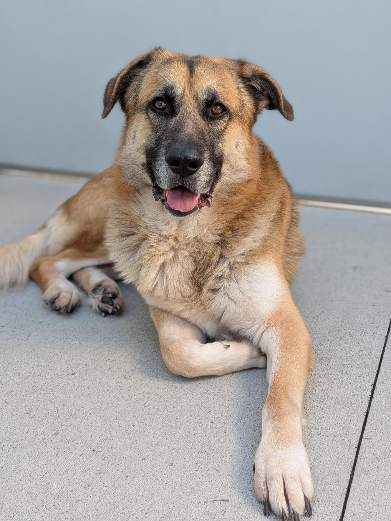 Ty - German Shepherd Dog available for adoption at RSPCA NSW in Sydney