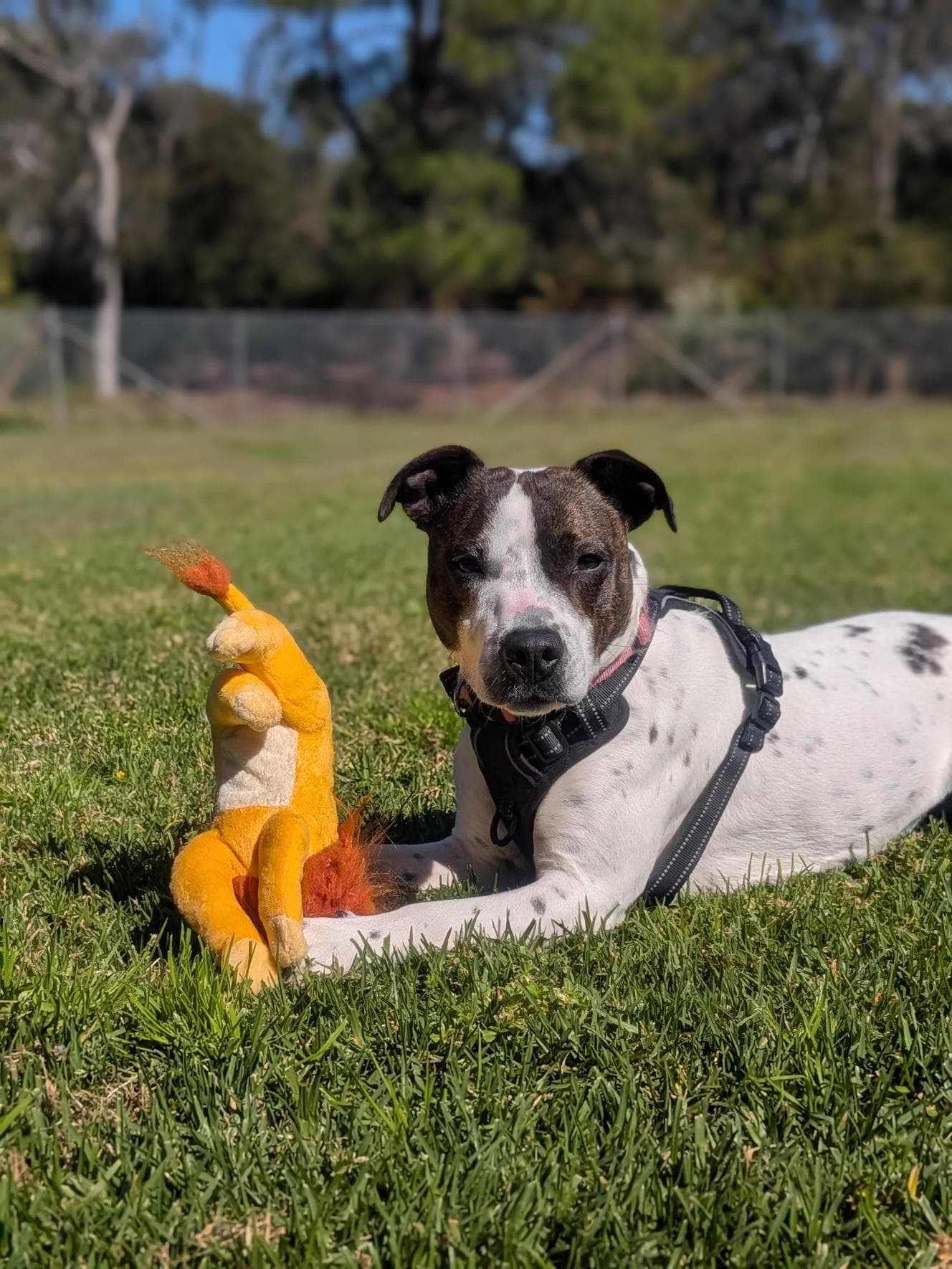 Gypsy - Staffordshire Bull Terrier available for adoption at RSPCA NSW in Central Coast