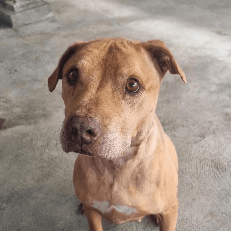 Diego - American Staffordshire Terrier available for adoption at RSPCA NSW in Sydney