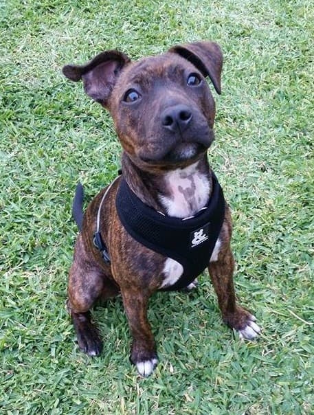 Henry - American Staffordshire Terrier available for adoption at RSPCA NSW in Sydney
