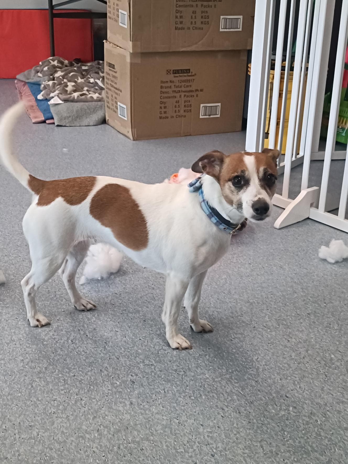 Zoe - Jack Russell Terrier (Smooth) / Mini Foxie / Tenterfield Terrier available for adoption at RSPCA NSW in Sydney