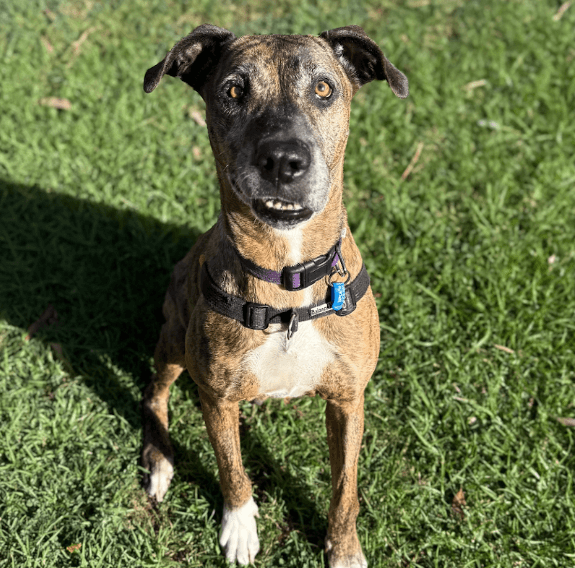 Luna - American Staffordshire Terrier available for adoption at RSPCA NSW in Sydney