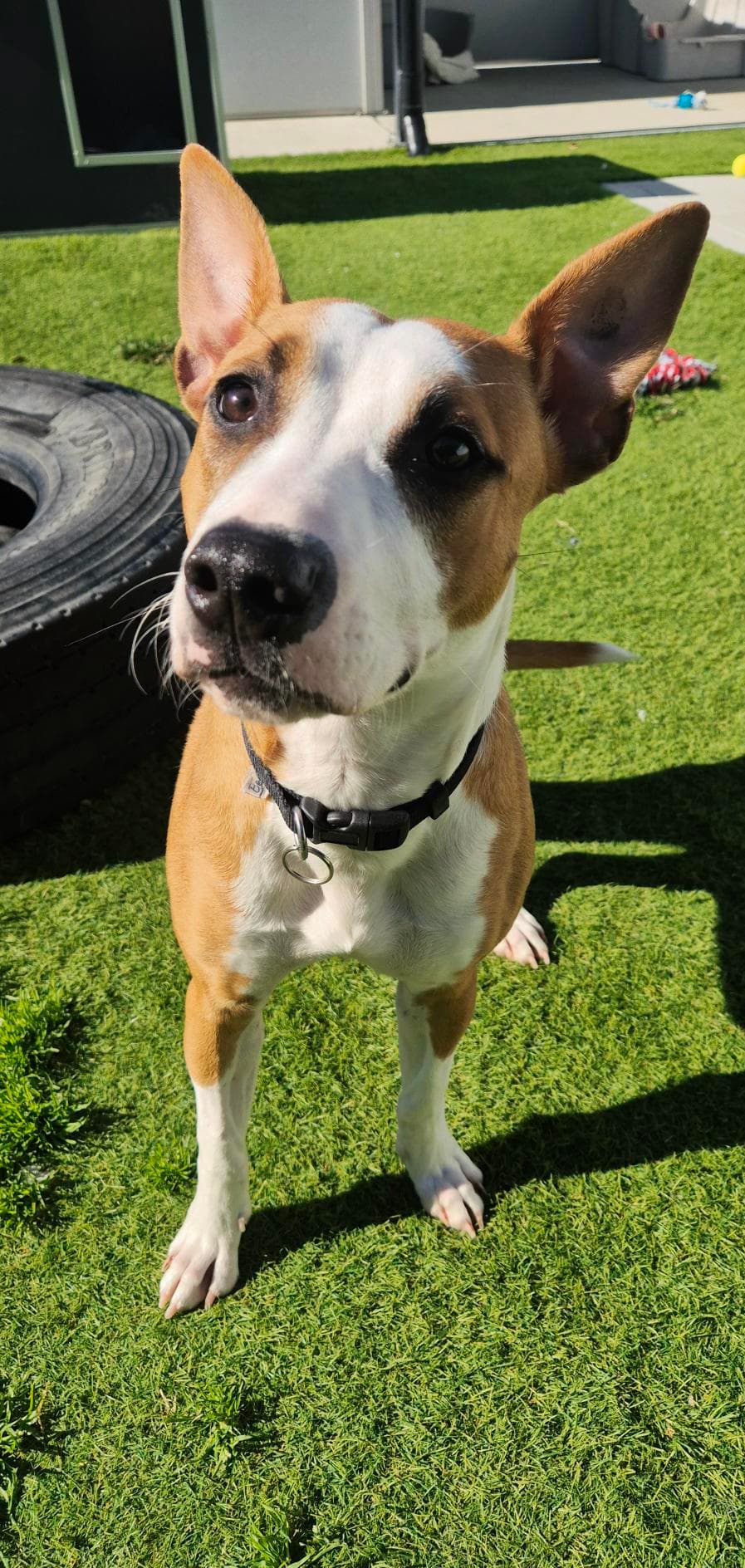 Ivy - Staffordshire Bull Terrier / Australian Dingo available for adoption at RSPCA NSW in Sydney