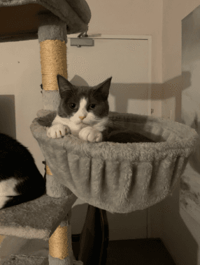 Clover - Domestic Short Hair cat available for adoption at RSPCA NSW in Sydney